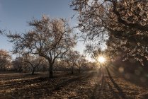 Мальовничий вид на мигдалеві дерева на заході сонця — стокове фото