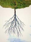 Kopfüber Blick auf kahlen Baum — Stockfoto