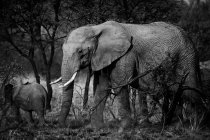 Imagen monocromática de hermosos elefantes en la naturaleza salvaje, madre con cachorro - foto de stock