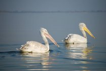 Dois pássaros pelicanos dálmatas, Lake Kerkini National Park, Grécia — Fotografia de Stock
