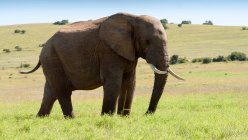 Красивый слон стоит на зеленой лужайке на дикой природе — стоковое фото