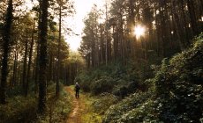 Lone man hiking in a forest at sunset — Stock Photo