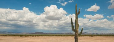 Saguaro-kaktus in der sonora-wüste, arizona, amerika, usa — Stockfoto