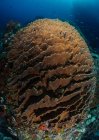 Close-up de coral redondo, Sorong, Papua Ocidental, Indonésia — Fotografia de Stock