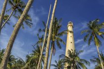 Низький кут огляду маяка і пальми — стокове фото