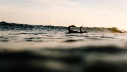 Woman in ocean paddling on surfboard, Malibu, California, America, USA — Stock Photo