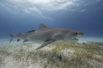 Тигровая акула плавает под водой — стоковое фото