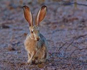 Gros plan du lapin-taureau assis sur le sol à l'extérieur — Photo de stock