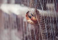 Primo piano di un granchio catturato nella rete da pesca — Foto stock
