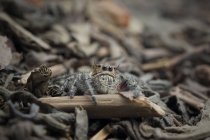 Close-up Jumping spider, Jember, Java Oriental, Indonesia - foto de stock