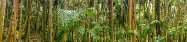 Панорамним видом на тропічний ліс, Надіслати ці готелі вашим гори, Південно-Східної Квінсленд, Австралія — стокове фото