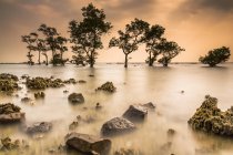 Мальовничим видом дерев на пляжі на захід сонця, Бантен, Індонезія — стокове фото