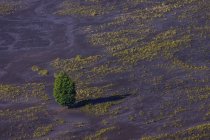 Аэросъемка дерева на саванне, гора Бромо, Восточная Ява, Индонезия — стоковое фото