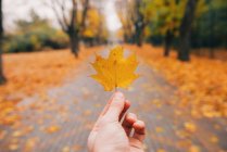Cropped image of Hand holding a yellow leaf in the park — Stock Photo