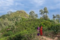 Портрет двух женщин, идущих по чайной плантации, Шри-Ланка — стоковое фото