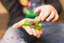 Cropped image of Boy holding three snails on a leaf — Stock Photo