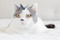 Cute fluffy cat with colorful butterfly on head — Stock Photo