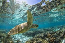 Hawksbill Turtle nadando sobre el arrecife en Ocean, bajo el agua, Great Barrier Reef, Queensland, Australia - foto de stock