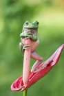 Дурна деревна жаба, що стоїть на квітці антуріума — стокове фото