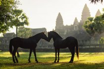 Vista lateral de dos caballos de pie frente a Angkor wat, Siem Reap, Camboya - foto de stock