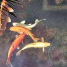 Primo piano dei pesci Koi che nuotano nello stagno — Foto stock