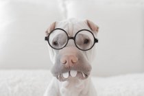 Portrait of white Chinese Shar-Pei dog with glasses and teeth — Stock Photo