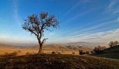 Vista panoramica di quercia nelle montagne Tehachapi, California, America, Stati Uniti — Foto stock