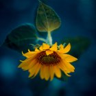 Close-up view of sunflower against blue background — Stock Photo