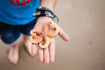 Close-up of Boys hand holding a starfish — Stock Photo
