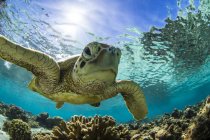 Falkenschildkröte schwimmt über das Riff unter Wasser, Great Barrier Reef, Queensland, Australien — Stockfoto