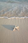 Vista elevada de las estrellas de mar en la playa de arena - foto de stock