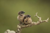 Маленькі птахи, що сидять на гілці на зеленому тлі — стокове фото