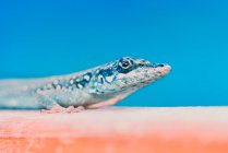 Close-up of a cute crawling lizard on blue background — Stock Photo