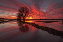 Scenic view of tree in flooded landscape at sunset — Stock Photo