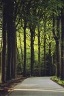 Malerischer Blick entlang der kurvenreichen Straße durch Wald, Brugge, Belgien — Stockfoto