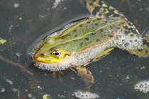 Primo piano di una rana in acqua, natura selvaggia — Foto stock