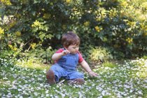 Хлопчик, сидячи на траві з ромашка квіти — стокове фото