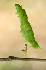 Formiga carregando grande folha contra fundo desfocado — Fotografia de Stock