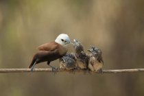 Vogelfütterung drei Küken, jember, ostjava, indonesien — Stockfoto