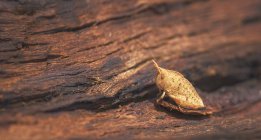 Close-up of Grasshopper sitting on tree bark — Stock Photo