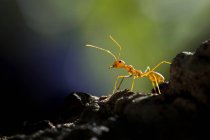 Vista de primer plano de hormiga roja contra fondo borroso - foto de stock