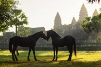 Dois cavalos em pé em frente a Angkor Wat, Siem Riep, Camboja — Fotografia de Stock