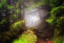 Man hiking in the woods of Appenzeller, Switzerland — Stock Photo