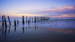 Wooden posts on St Clair Beach, Dunedin, New Zealand — Stock Photo