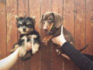 Immagine ritagliata di mani umane che tengono due cuccioli — Foto stock