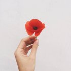 Human hand holding beautiful red poppy flower on grey background — Stock Photo