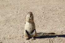 O esquilo do Cabo come comida, Namíbia. Parque Nacional de Etosha . — Fotografia de Stock