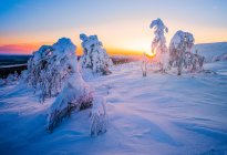 Vista panoramica degli alberi innevati all'alba, Lapponia, Finlandia — Foto stock