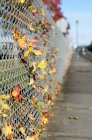 Colorful autumn leaves lodged in chain link fence — Stock Photo