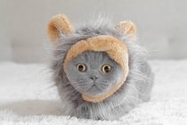 Britânico shorthair azul gato vestindo um leão traje — Fotografia de Stock